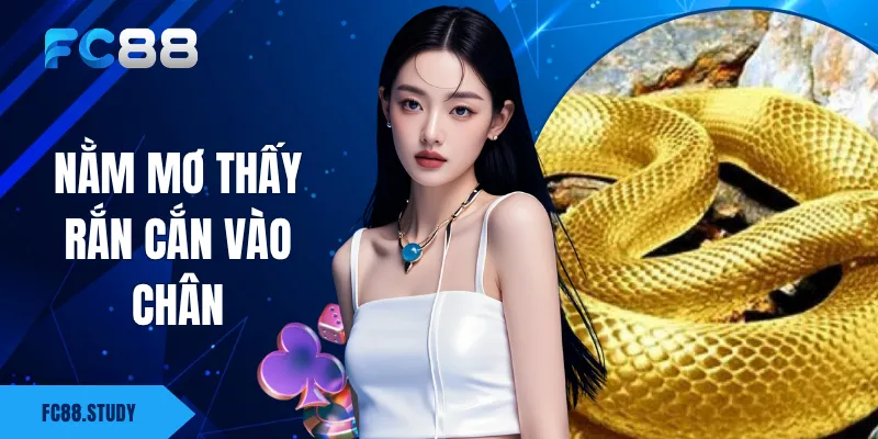 Nằm Mơ Thấy Rắn Cắn Vào Chân